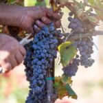 Tenuta Valle delle Ferle: Wine & food tasting in Caltagirone - The Unique Setting of Tenuta Valle delle Ferle Near Caltagirone