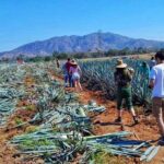 Tequila Tour - Starting Point: From Guadalajara to the Heart of Tequila