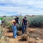 Tequila Tour from Guadalajara: Barrel Ride in Tequila - Exploring Campos de Agave: The Heart of Tequila Production