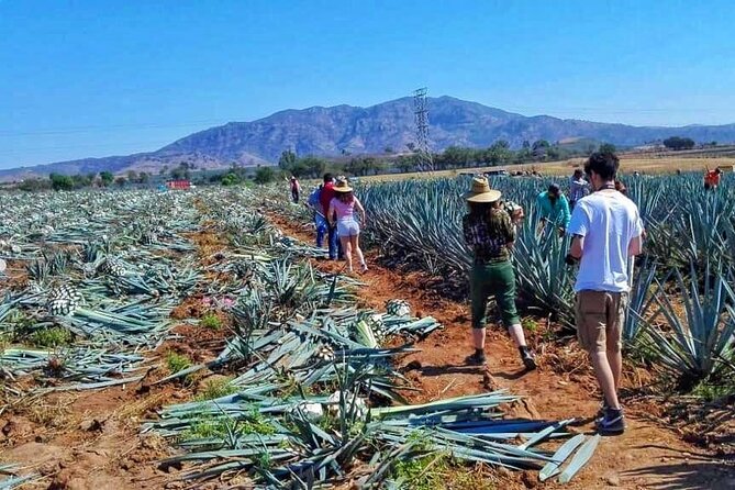 Tequila Tour - Starting Point: From Guadalajara to the Heart of Tequila