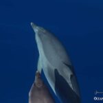 Terceira Island: Swimming with Dolphins + Snorkeling - Starting Point and Booking Flexibility in the Azores