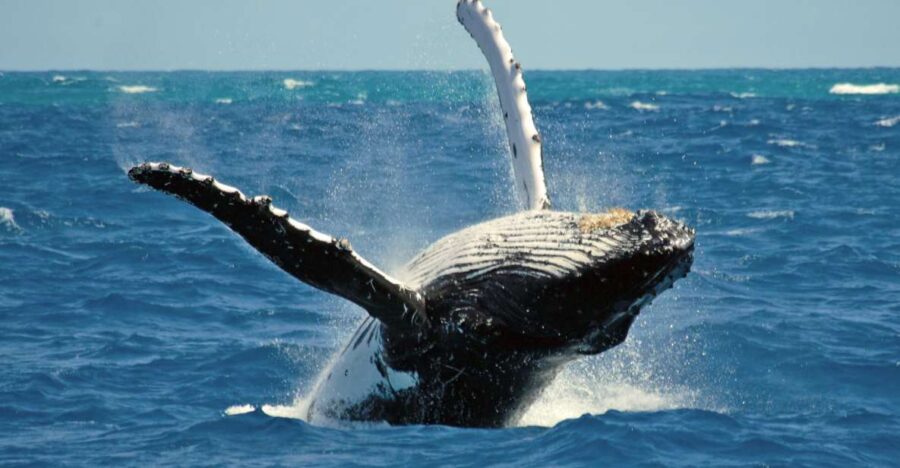 Terceira Island Whale Watching and Jeep Tour - The Appeal of Terceira Island’s Marine Life and Wildlife