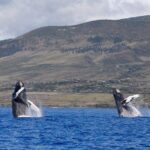 TEST Ultimate Whale Watch from Lahaina - Starting point at Lahaina Harbor with quick check-in