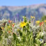 Teton View Horse Riding with Lunch - Included Lunch with Spectacular Mountain Views