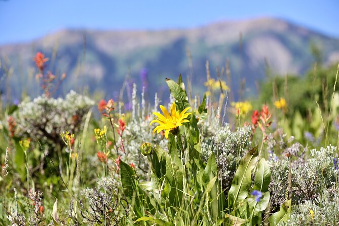 Teton View Horse Riding with Lunch - Included Lunch with Spectacular Mountain Views