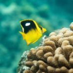 The Best 2.5 Hour Molokini Snorkel Tour & Whale Watch - The Unique Experience of Snorkeling at Molokini Crater