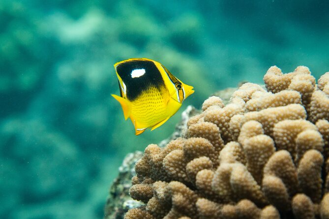 The Best 2.5 Hour Molokini Snorkel Tour & Whale Watch - The Unique Experience of Snorkeling at Molokini Crater