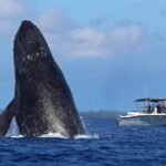 The Best 8 am 1.5 Hour Whale Watching Tour - The Unique Experience of a Raft Boat in Maui
