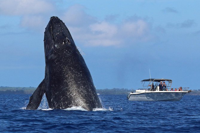 The Best 8 am 1.5 Hour Whale Watching Tour - The Unique Experience of a Raft Boat in Maui