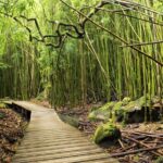 The best half day of your life! Luxury Road to Hana private tour - From Jersey Mike’s to Maui’s Scenic Stops: Easy Meeting and Flexible Timing