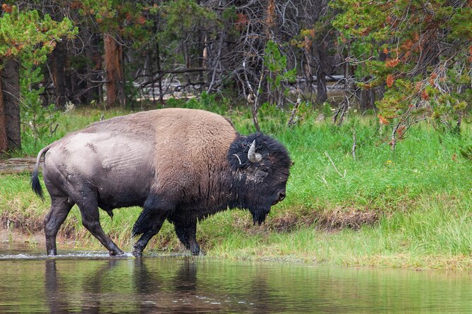 The Best of Yellowstone - Nat'l Park Day Tour From Cody - Private - Starting from Cody’s East Entrance for a Scenic Drive