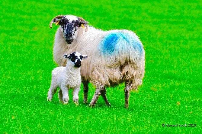 The Best Two Day Tours in Ireland: The Ring of Kerry and Dingle Slea Head Tours - Pickup and Accessibility Details