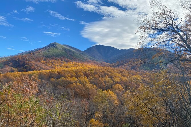 The "Classic" National Park Tour - From the Gatlinburg Welcome Center to Scenic Mountain Views