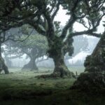 The Fanal Forest by Feeling Madeira - The Authentic Experience of Madeiras Native Flora and Fauna