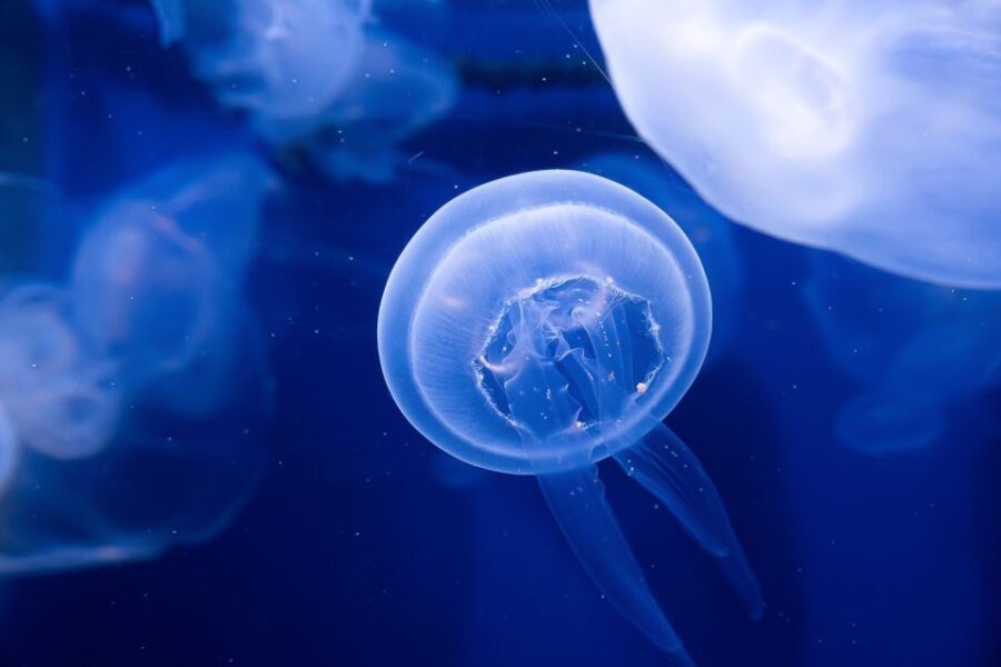 The Florida Aquarium Ticket - What You Get with Your Ticket: All Exhibits and Interactive Zones