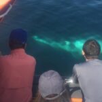 The Great Blasket Island Experience - Premium Tour - Exploring the Remote Great Blasket Island