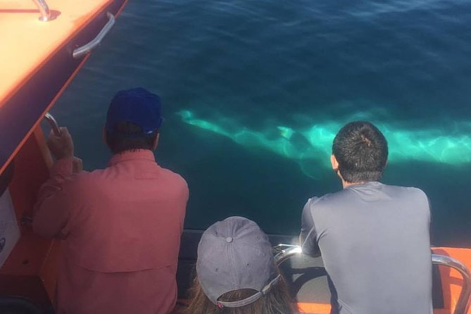 The Great Blasket Island Experience - Premium Tour - Exploring the Remote Great Blasket Island