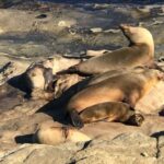 The La Jolla Tour - What Makes La Jolla a Top California Destination