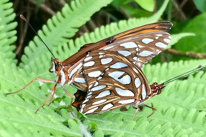 The Maui Butterfly Farm Tour - Hands-On Butterfly Feeding in the Lighthouse