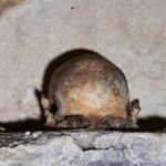 The Mystery of Naples Saga: The Skull with ears - The Significance of the Skull with Ears Relic