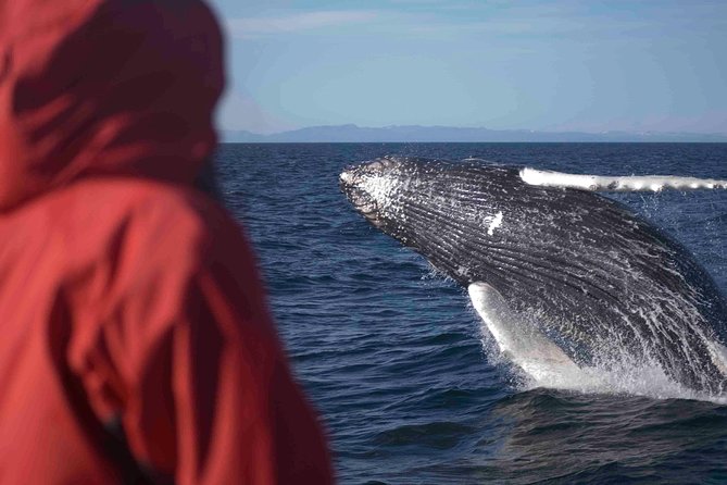 The Original Classic Whale Watching from Reykjavik - The Wildlife You Can Expect to See in Faxaflói Bay