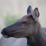 The Premier Wildlife Tours in Rocky Mountain National Park - A Guide Who Knows Rocky Mountain Wildlife Inside Out