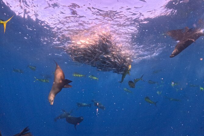 The Race of the Sardine - Snorkeling and Underwater Viewing Opportunities