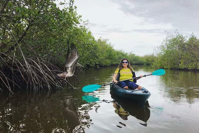 Thousand Island Mangrove Tunnel, Manatee & Dolphin Kayak Tour w/Cocoa Kayaking - What Makes Cocoa Kayaking’s Tour Stand Out?