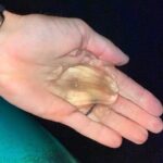 Thousand Islands Bioluminescent Kayak Tour with Cocoa Kayaking! - Specifics of the Cocoa Beach Location and Meeting Point