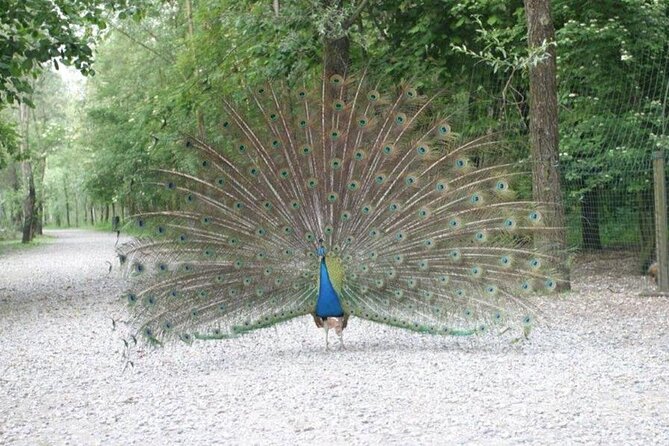 Ticket for Parco Ittico Paradiso at Zelo Buon Persico - Family-Friendly Activities and Facilities