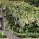 Tickets to Explore Ireland's Global Garden - The Experience at Mount Congreve Gardens