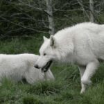 Tidewater: White Wolf Sanctuary Tour and Presentation - The White Wolf Sanctuary in Tidewater: A Rare Opportunity