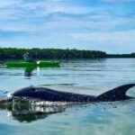 Tierra Verde FL: Coastal Kayaking Tour in Shell Key - Meeting Point and Logistics at the Shell Key Preserve
