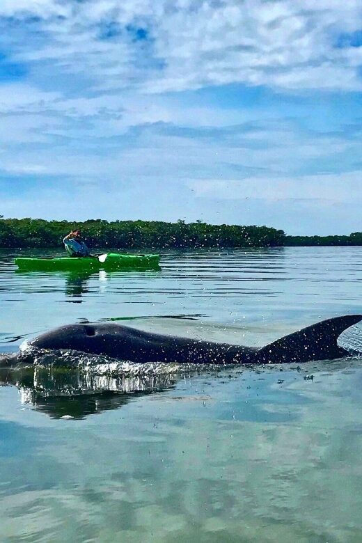 Tierra Verde FL: Coastal Kayaking Tour in Shell Key - Meeting Point and Logistics at the Shell Key Preserve