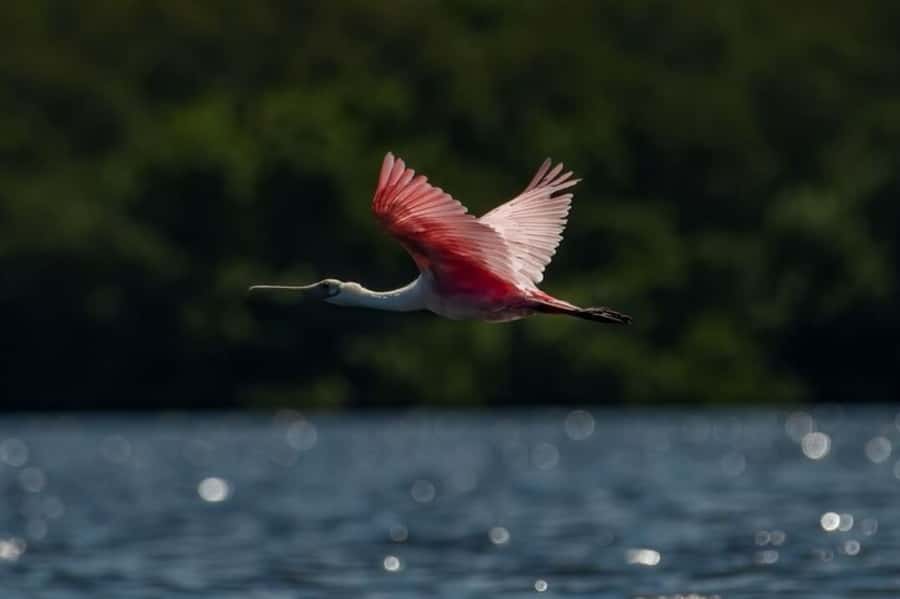 Tierra Verde: Kayak Tour at Shell Key with Capt Yak - Navigating Through Mangrove Tunnels and Sandbars