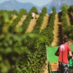 Tirana Lundra Winery Guided Tour with Wine Tasting - Inside the Winery: Production and Processing