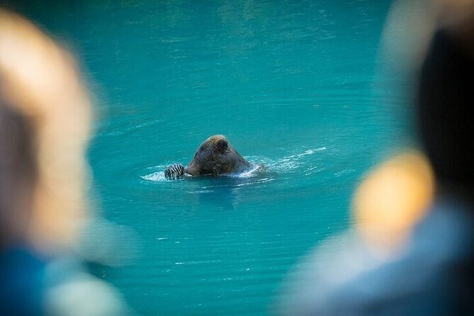 Toba Bears and Wilderness Grizzly Bear Viewing in Campbell River - Wildlife Viewing in Toba Inlet with Klahoose Guides