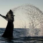 Tofino: Covered Boat Winter Wildlife Watching Tour - Wildlife Highlights: From Sea Lions to Whales