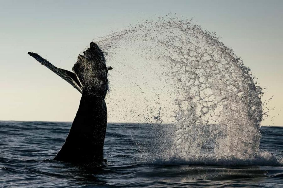 Tofino: Covered Boat Winter Wildlife Watching Tour - Wildlife Highlights: From Sea Lions to Whales