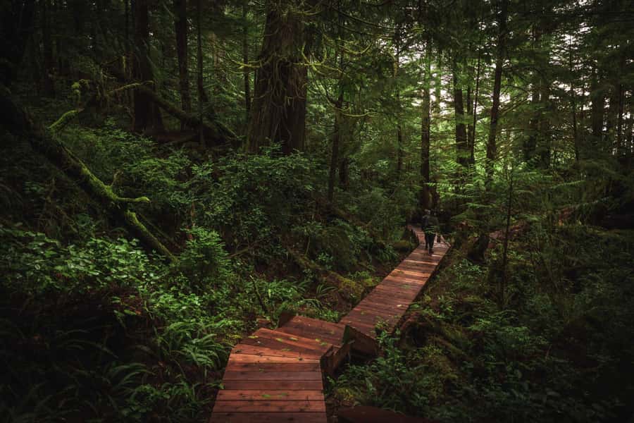 Tofino: Hot Springs Cove Tour with Wildlife Cruise - From Clayoquot Sound to Old-Growth Rainforest