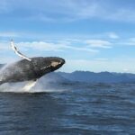 Tofino: Whale Watching Tour with Nature Guide - Navigating the Vessel Choices: Zodiac or Covered Boat