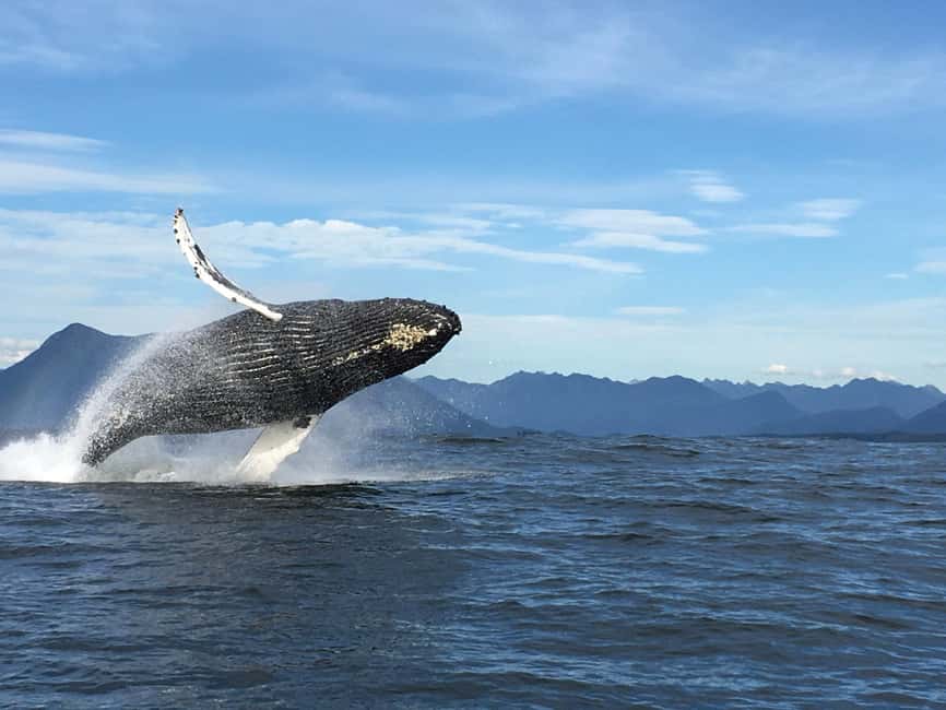 Tofino: Whale Watching Tour with Nature Guide - Navigating the Vessel Choices: Zodiac or Covered Boat