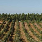 Tomar: Lunch among the vineyards - Wine Tasting in the Hortas Vineyard