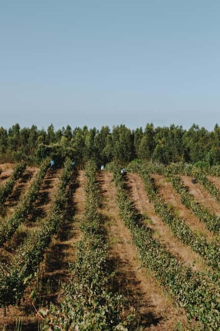 Tomar: Lunch among the vineyards - Wine Tasting in the Hortas Vineyard