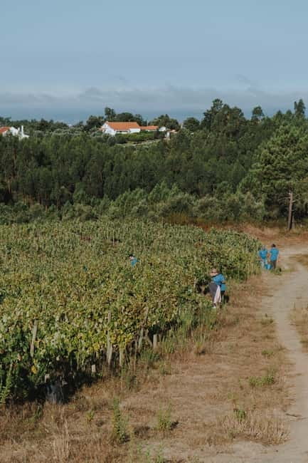 Tomar: Wine Picnic for Two - Tasting the Wines: Aroma and Purity