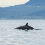 Top-Rated Snorkeling in Silfra & Whale Watching | Self-Drive from Reykjavik - Snorkeling at Þingvellir National Park in Silfra