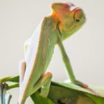 Torremolinos: Crocodile Park Entrance Ticket - Discover the Unique Location of the Crocodile Park in Torremolinos