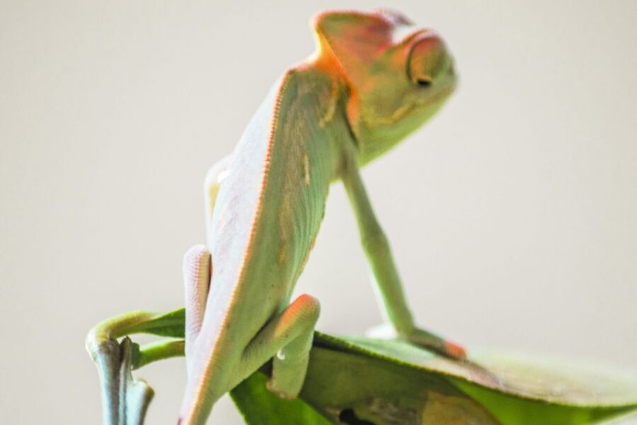 Torremolinos: Crocodile Park Entrance Ticket - Discover the Unique Location of the Crocodile Park in Torremolinos