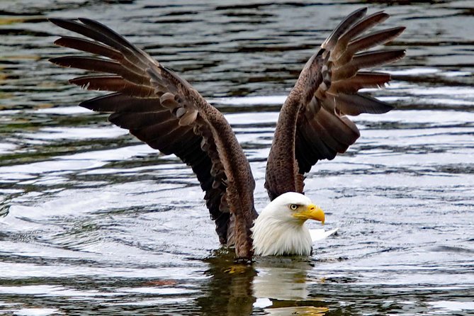Totems, City & Wildlife by Cable Car Trolley - Starting Point at Ketchikan Visitors Bureau