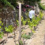 Tour in the heady scents of our garden in Ragusa - Exploring the Secret Mediterranean Garden